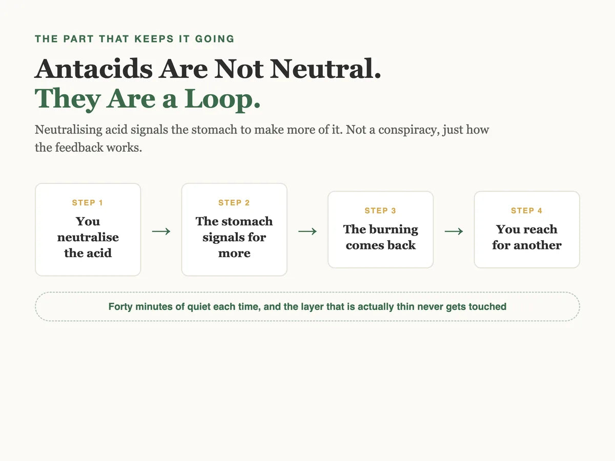 Diagram of the antacid feedback loop, neutralise then rebound then repeat